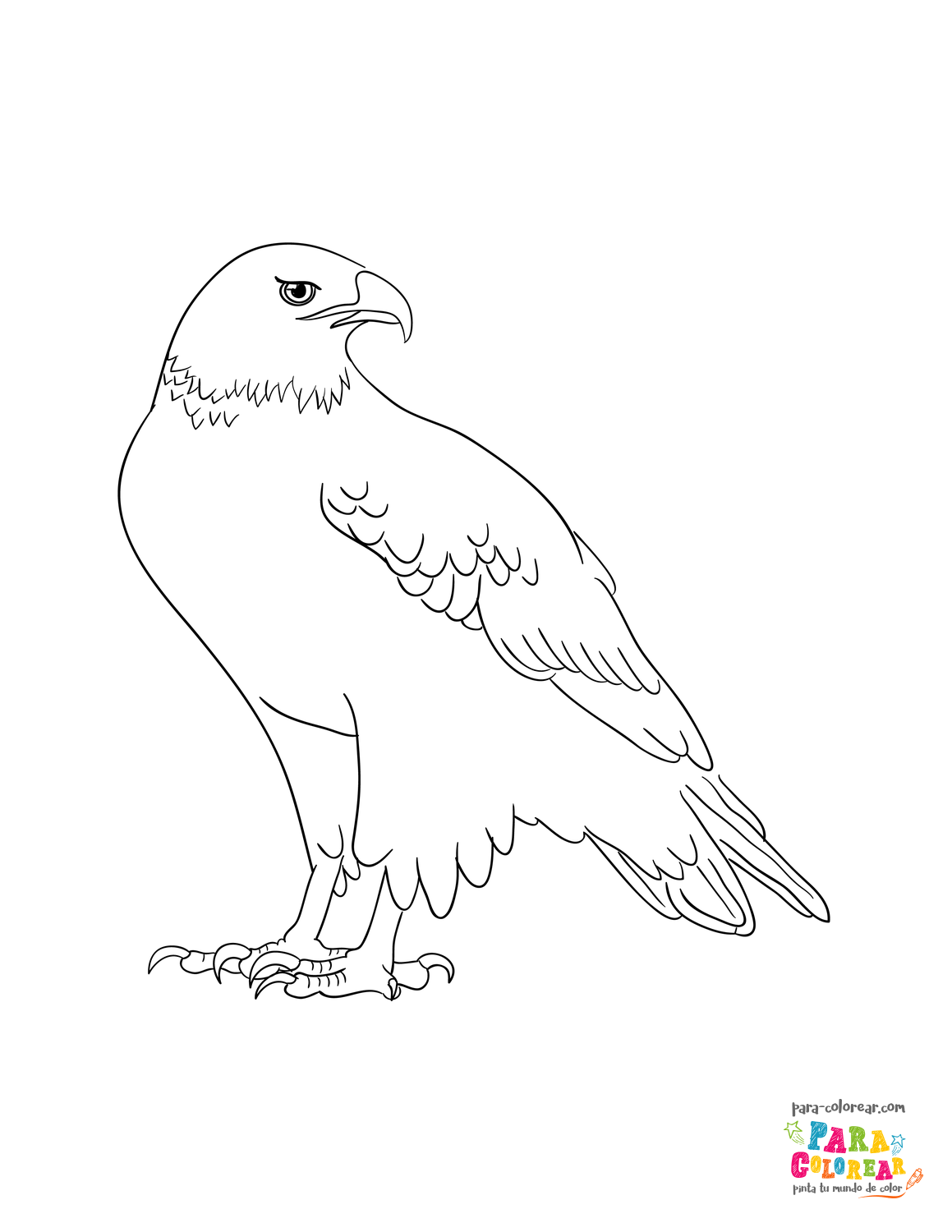 Dibujo de águila americano para colorear 