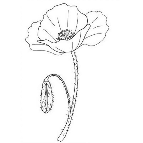 Amapola flor