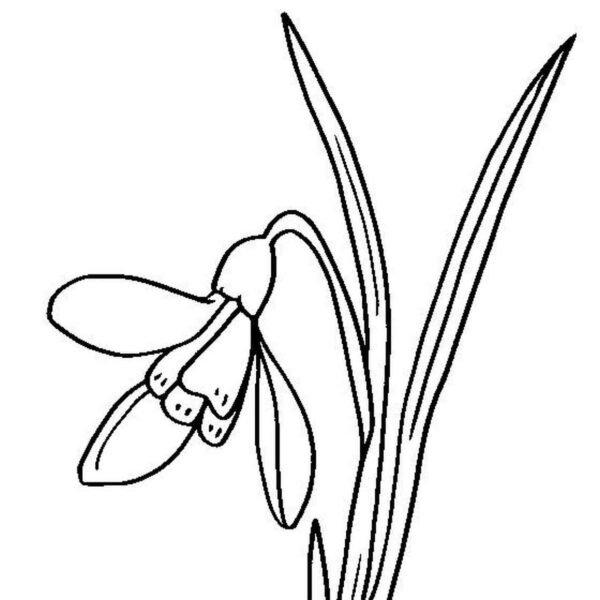 Campanilla bonita