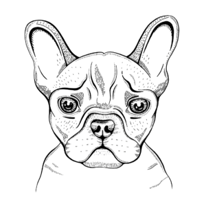 Dibujo bulldog francés