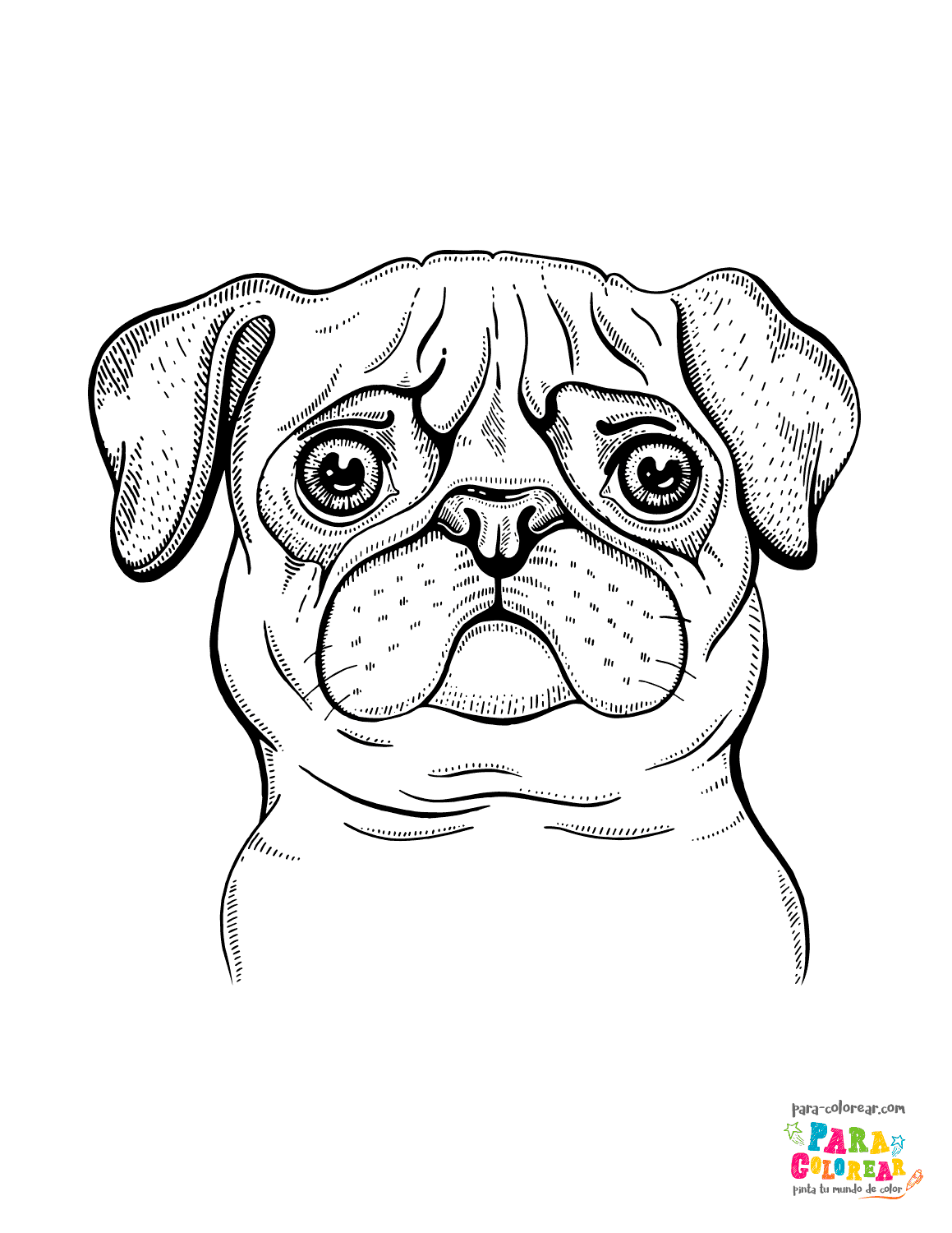 Dibujo de perro pug para colorear 