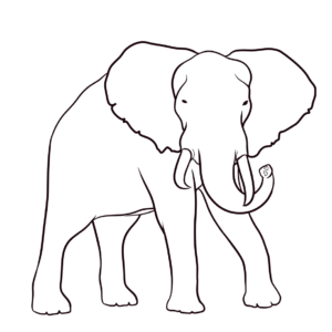 Elefante de frente