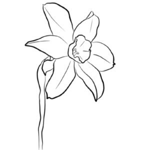 Flor de narciso