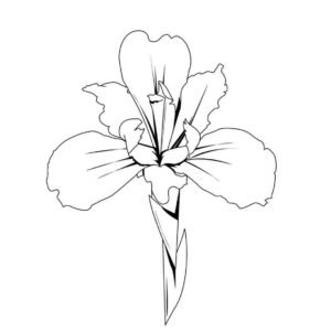 Flor iris