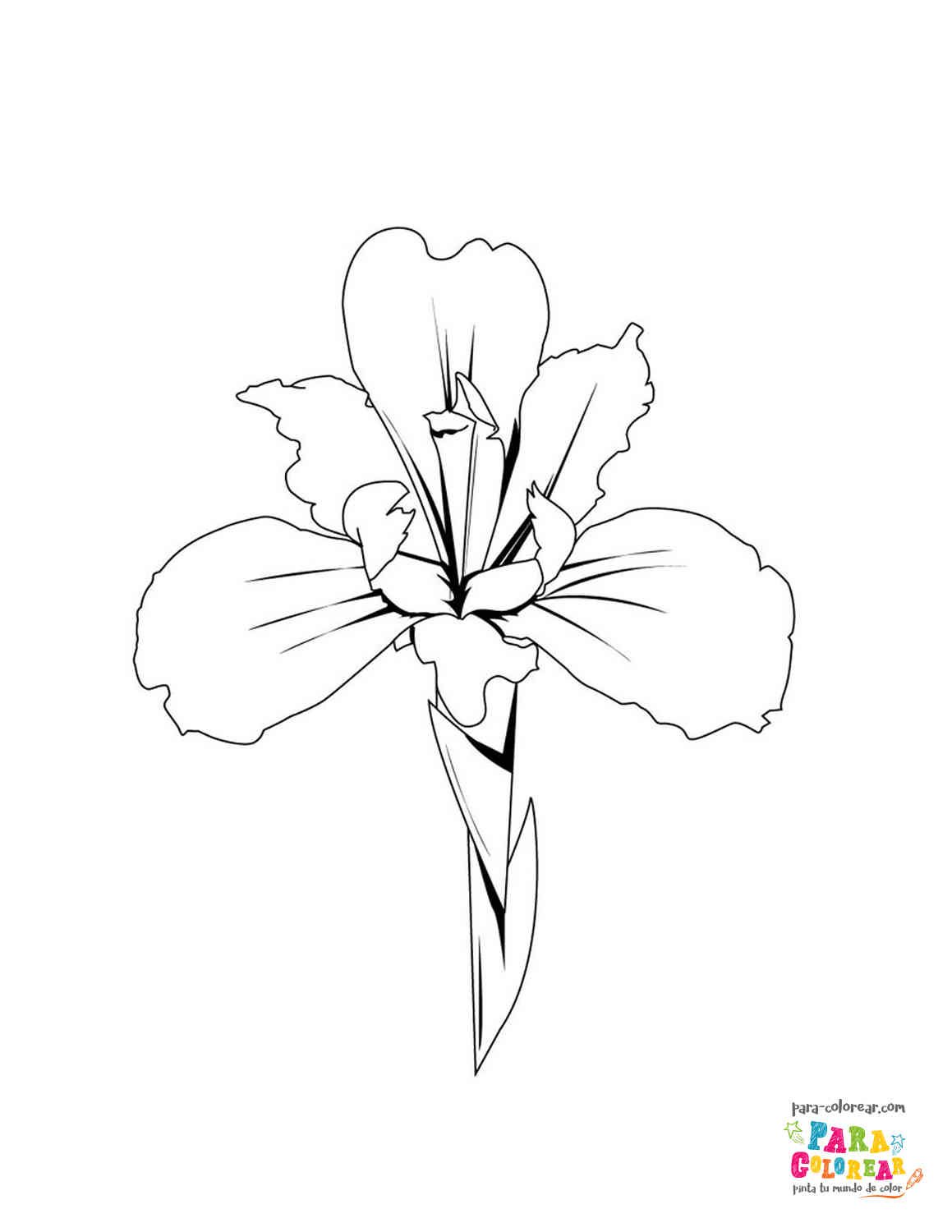 Dibujo de flor iris para colorear | Para-Colorear.com