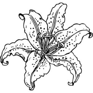 Flor lilium