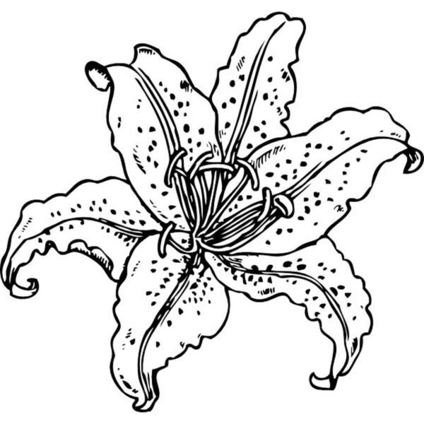 Flor lilium