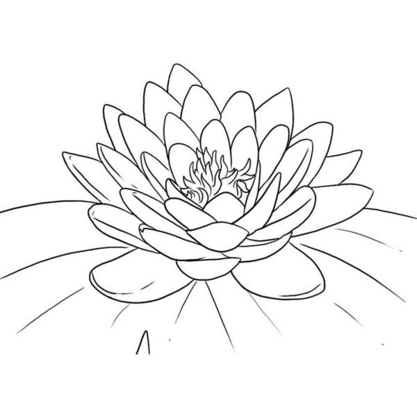 Flor loto