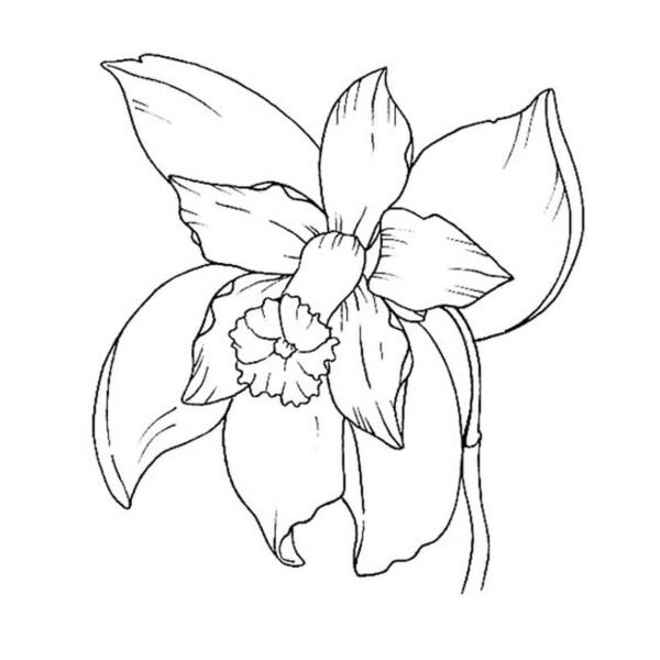 Dibujo de orquídea bonita para colorear 