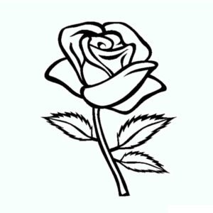 Rosa del rosal