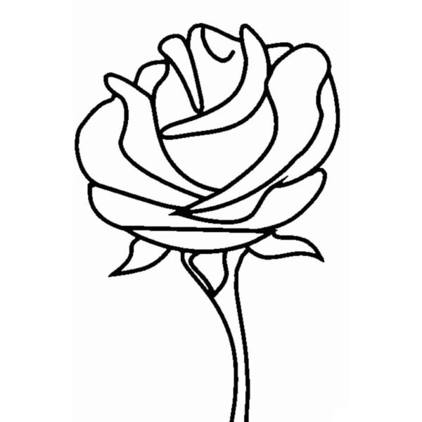 Rosa rosita