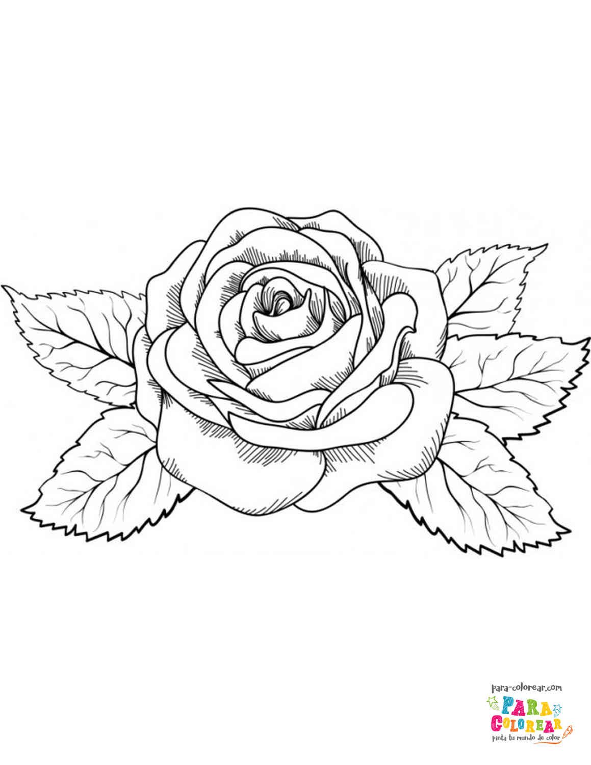 Dibujo de rosas fáciles para colorear 